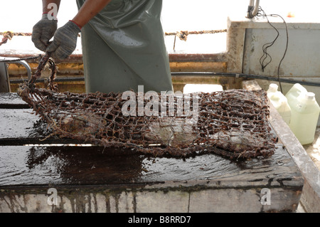 Mechanische Reinigung der marine Bewuchs vom Zahnrad auf Boot japanische Perle Bauernhof Darvel Bay Sulusee Malaysia Sout-Ost-Asien Stockfoto