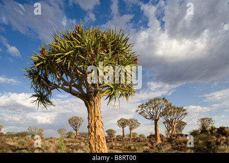 Afrika Namibia Keetmanshoop untergehenden Sonne leuchtet Quiver Tree Aloe Dichotoma in Kokerboomwoud Köcherbaumwald Stockfoto