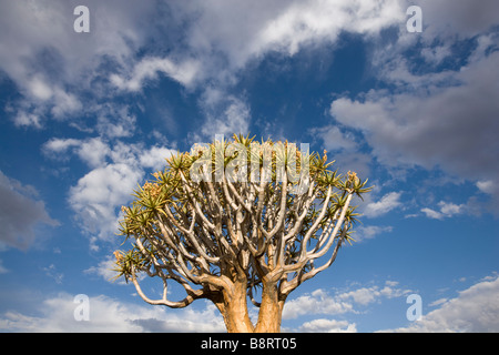 Afrika Namibia Keetmanshoop untergehenden Sonne leuchtet Quiver Tree Aloe Dichotoma in Kokerboomwoud Köcherbaumwald Stockfoto