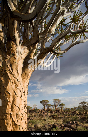 Afrika Namibia Keetmanshoop untergehenden Sonne leuchtet Quiver Tree Aloe Dichotoma in Kokerboomwoud Köcherbaumwald Stockfoto
