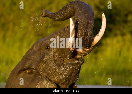 Afrika Botswana Chobe National Park Elefant Loxodonta Africana warf Stamm in Luft beim Schwimmen am Savuti Marsh Stockfoto