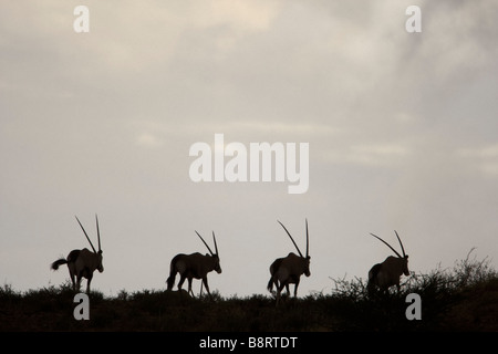 Südafrika Kgalagadi Transfrontier Park Gemsbok Oryx Gazella Sanddüne in der Kalahari-Wüste entlang Stockfoto