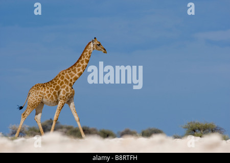 Afrika Namibia Etosha National Park Giraffe Giraffa Plancius Spaziergang durch flache Wüste am Rande des Etosha Pan Stockfoto