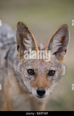 Afrika Namibia Etosha National Park Portrait von Schwarz unterstützt Schakal Canis mesomelas Stockfoto