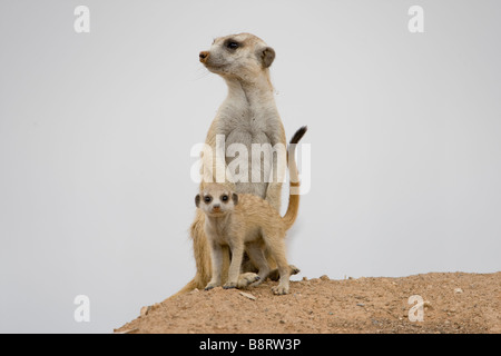 Afrika Namibia Keetmanshoop Erdmännchen und junge Welpe Suricate Suricatta draußen Fuchsbau in der Namib-Wüste Stockfoto