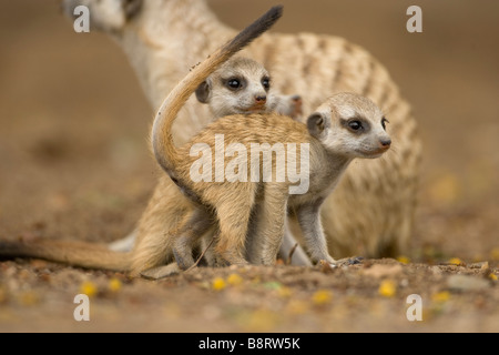 Afrika Namibia Keetmanshoop Erwachsenen Erdmännchen rollt sich mit Welpen Suricate Suricatta beim Ausruhen außerhalb Fuchsbau in der Namib-Wüste Stockfoto