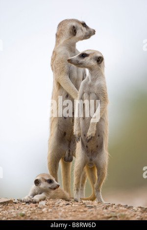 Afrika Namibia Keetmanshoop Erwachsenen Erdmännchen rollt sich mit Welpen Suricate Suricatta beim Ausruhen außerhalb Fuchsbau in der Namib-Wüste Stockfoto
