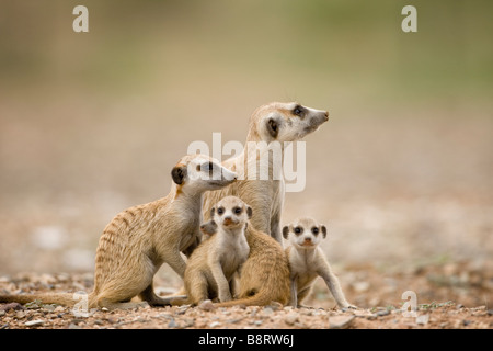 Afrika Namibia Keetmanshoop Erwachsenen Erdmännchen rollt sich mit Welpen Suricate Suricatta beim Ausruhen außerhalb Fuchsbau in der Namib-Wüste Stockfoto