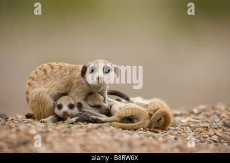 Afrika Namibia Keetmanshoop Erwachsenen Erdmännchen rollt sich mit Welpen Suricate Suricatta beim Ausruhen außerhalb Fuchsbau in der Namib-Wüste Stockfoto