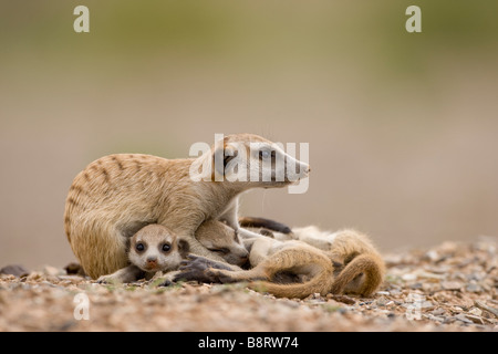 Afrika Namibia Keetmanshoop Erwachsenen Erdmännchen rollt sich mit Welpen Suricate Suricatta beim Ausruhen außerhalb Fuchsbau in der Namib-Wüste Stockfoto