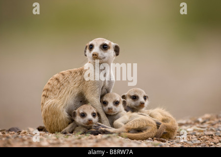 Afrika Namibia Keetmanshoop Erwachsenen Erdmännchen mit Welpen Suricate Suricatta ruhen außerhalb Fuchsbau in der Namib-Wüste Stockfoto