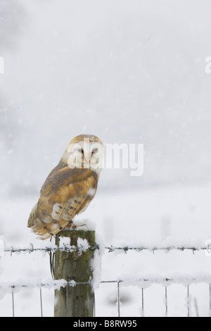 Schleiereule auf einen Zaunpfahl im Schnee Stockfoto