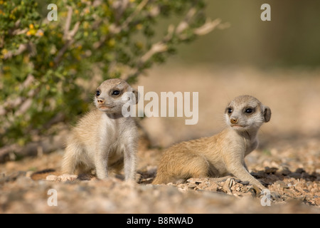 Afrika Namibia Keetmanshoop Erdmännchen Welpen Suricate Suricatta in Namib-Wüste Stockfoto