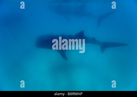 Afrika Mosambik Guinjata Bay Jangamo Strand Unterwasser-Blick von zwei Walhai Rhincodon Typus am Manta Reef schwimmen Stockfoto