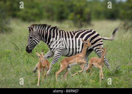 Afrika Botswana Chobe National Park Plains Zebra Equus Burchelli und Impala Aepyceros Melampus im hohen grass Savuti Marsh Stockfoto