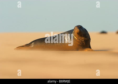 Grau-Dichtung an der Küste in einem Sandsturm Stockfoto