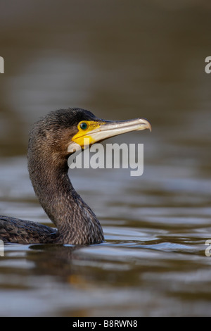 Juvinile Kormoran Phalacrocorax carbo Stockfoto