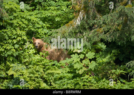 USA Alaska Tracy Arm Furten Terror Wildnis braun Grizzlybär Ursus Arctos zu Fuß durch den üppig grünen Regenwald Stockfoto