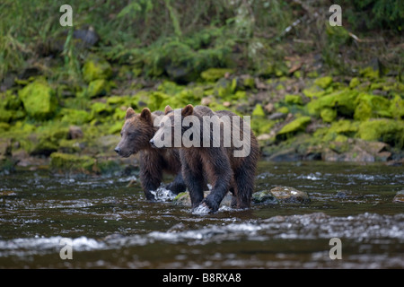 USA Alaska braun Grizzlybär Ursus Arctos zusammen über kleine Bach Pavlof Hafen entlang spazieren Stockfoto