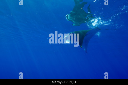 USA Hawaii Big Island Unterwasser Ansicht des Manta Ray-Manta Birostris Schwimmen im Pazifischen Ozean entlang der Kona Coast Stockfoto