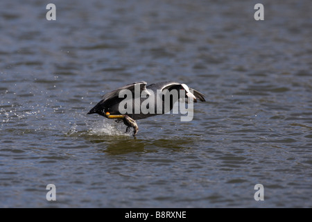 Eurasier oder gemeinsame Blässhuhn Fulica Atra laufen auf dem Wasser Stockfoto