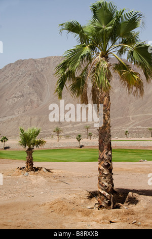 Ein Golfplatz in der Wüste im Taba Heights Resort in Ägypten, mit der Sinai-Bergen im Hintergrund Stockfoto