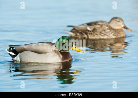 Männliche und weibliche Stockente Gegenüberstellung Stockfoto