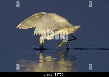 snowy egret (Egretta thula), searching food in shallow water, USA, Florida Stockfoto