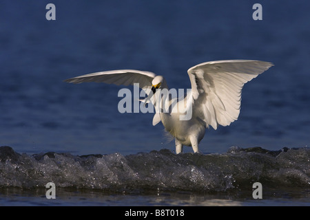 snowy egret (Egretta thula), standing with outstretched wings in surge, USA, Florida Stockfoto