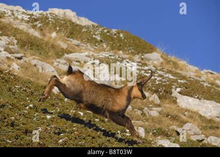 Abruzzen-Gämsen, Abruzzen Gämse (Rupicapra Rupicapra Ornata), laufen nach unten ein Hang, Italien, Abruzzen-Nationalpark Stockfoto