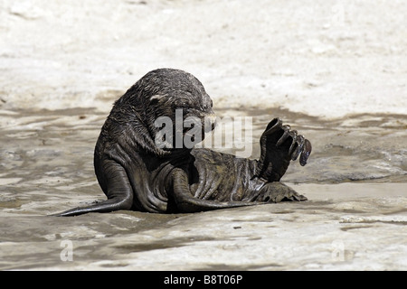 South American Seelöwe (Otaria Byronia), Baby, Argentinien, Valdez Halbinsel Stockfoto