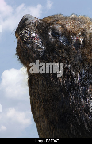 South American Seelöwe (Otaria Byronia), Bull, Argentinien, Valdez Halbinsel Stockfoto