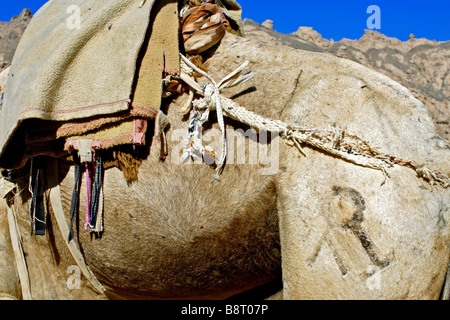 Marke auf einem Beduinen Kamel in der Wüste Sinai, Ägypten Stockfoto