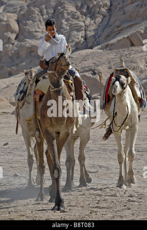 Beduinen junge reitet auf seinem Kamel in der Wüste Sinai, Ägypten Stockfoto