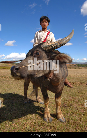 kleiner Junge sitzt auf einem Wasserbüffel, Burma Stockfoto