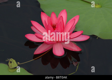 Rote Seerose, Burma Stockfoto