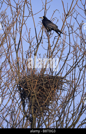 Turm (Corvus Frugilegus), sitzt in einem Baum über dem Nest, Deutschland, Rheinland-Pfalz Stockfoto