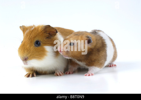 Cavia, Meerschweinchen (Cavia spec.), mit Goldhamster Stockfoto