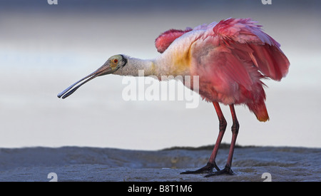 rosige Löffler (Ajaia Ajaia), am Ufer, stehen, schüttelt sein Gefieder, USA, Florida Stockfoto