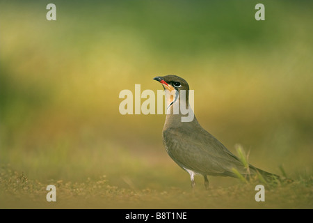 Rotflügel-Brachschwalbe (Glareola Pratincola), sitzen auf dem Boden, Griechenland, Lesbos Stockfoto