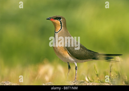 Rotflügel-Brachschwalbe (Glareola Pratincola), sitzen auf einer Wiese, Griechenland, Lesbos Stockfoto