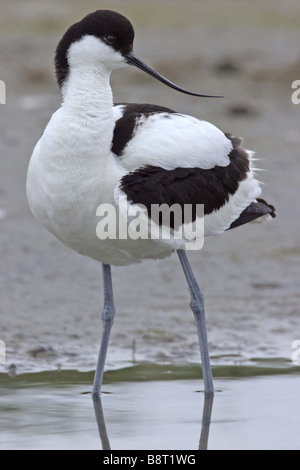 Trauerschnäpper Säbelschnäbler (Recurvirostra Avosetta), stehen im flachen Wasser, Niederlande, Texel Stockfoto