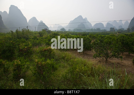 Eine citrus Plantage umgeben von Karstberge um Yangshuo und dem Li-Fluss in der Nähe von Guilin, Provinz Guangxi, China. Stockfoto