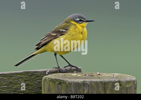 Unter der Leitung von blauen Bachstelze, Schafstelze (Motacilla Flava Flava), sitzt auf Stapel, Niederlande, Texel Stockfoto