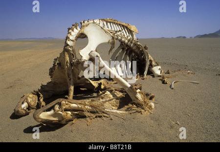 Kamel Skelett in der Wüste, Libyen Stockfoto