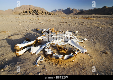 Tote Kamel in der Wüste, Libyen Stockfoto