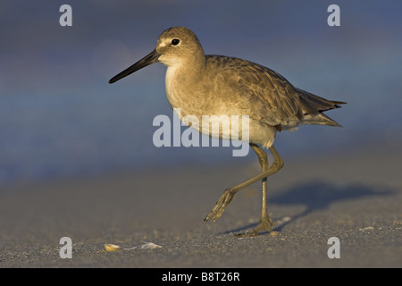 Willett (Catoptrophorus Semipalmatus), zu Fuß am Sandstrand, USA, Florida Stockfoto