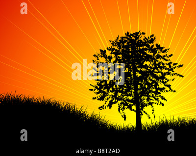 Die untergehende Sonne hinter einem Baum Stockfoto