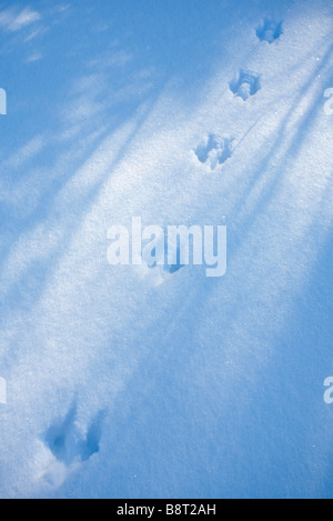 Europäische rote Eichhörnchen ( sciurus vulgaris ) Spuren auf Schnee, Finnland Stockfoto