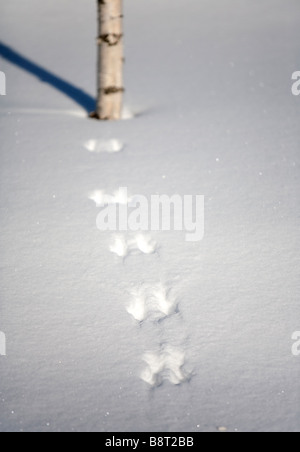Europäische rote Eichhörnchen ( sciurus vulgaris ) Spuren auf Schnee, Finnland Stockfoto